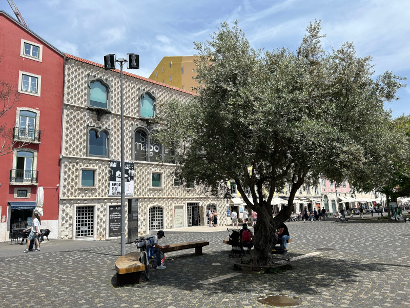 Photograph of the Olive tree marking the site of Saramago’s ashes, Casa dos Bicos, Lisbon, 2026. Image provided by the Author.